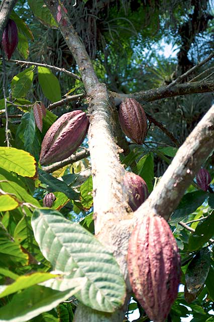 Cacao tree