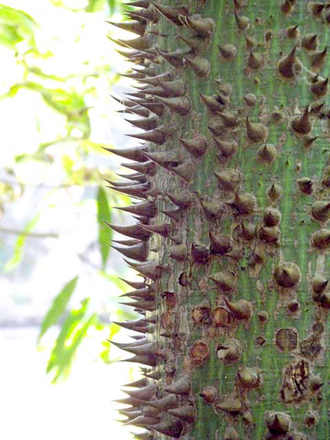 Curious tree of the area