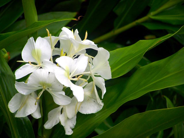 National flower: Butterfly Jasmine
