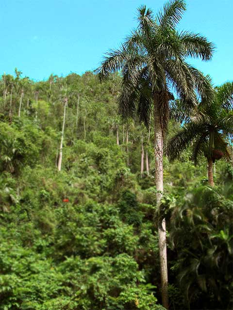 Arbol Nacional: La Palma Real